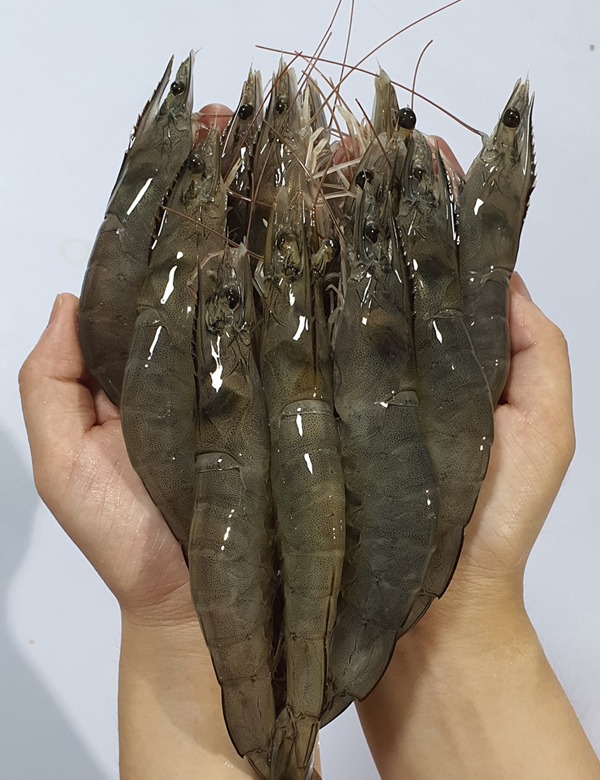 흰다리 새우 [생물 왕새우] (무료배송)