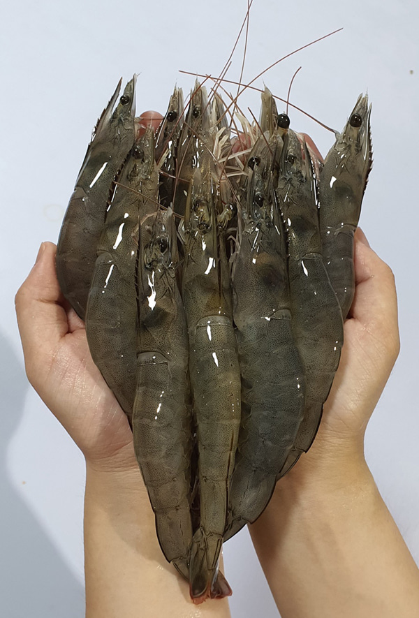 흰다리 새우 [생물 왕새우 1kg] (무료배송)